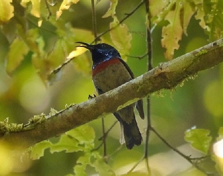 Tanzania National Park birding